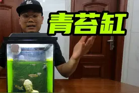 中国斗鱼普叉斗鱼用青苔缸来养