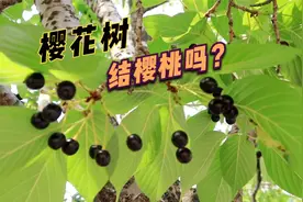 【漫步日本】带你看樱花树结的到底是不是樱桃，试吃樱花果视频封面