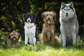 各种狗叫声 various dog barking