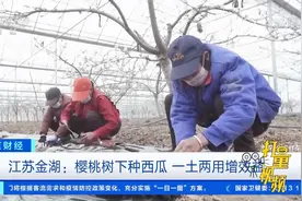 江苏金湖：樱桃树下种西瓜，一土两用增效益|正点财经视频封面