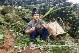 初为人父的喜悦，小马哥为孩子种下甘蔗，农村有一亩三分地真好视频封面