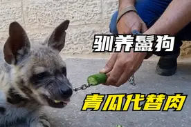 驯养肉食动物鬣狗，肉太贵了，还是吃素吧视频封面