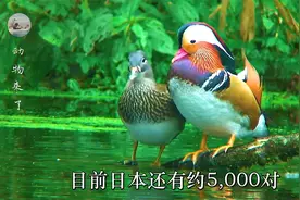 鸳鸯真的很恩爱吗？真是一夫一妻制吗？各国又是怎么看鸳鸯的呢？视频封面