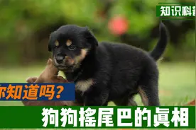 狗狗摇尾巴的真相，你知道吗？视频封面