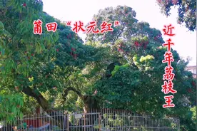 福建一级保护名木状元红：900多年荔枝王，状元徐铎亲手种植！视频封面