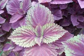 紫苏叶有哪些功效和作用？一般用于哪些疾病的防治！