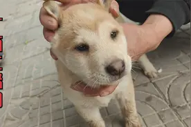 全黑舌头小田园犬，胆子是顶级的，对人极度友好，大骨架黄狗白面视频封面