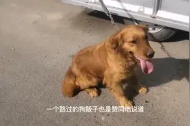老伴生病，爱狗大爷无奈卖掉一车金毛，狗贩：这狗当肉卖可惜了视频封面