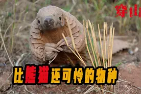 穿山甲的鳞片真有药用价值？这只害虫的天敌，却被吃到要灭绝视频封面