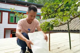 老家的梨树结果子太多，四伯建议用纸袋包起来防止鸟儿偷吃视频封面