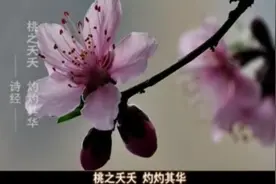 十大晋药之活血妙药·桃仁