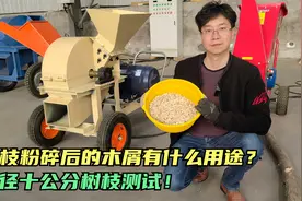 树枝粉碎后的木屑有什么用途？树枝粉碎机测试直径10公分树枝！视频封面