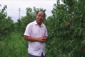 桃子的果面上有这样的黑点，这些黑点怎么办？桃子疮痂病不可不防视频封面