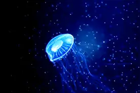 世界上唯一不会死的动物，还能“返老还童”，太神奇了视频封面