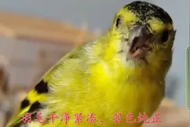 通眉黄雀喜欢人，关键还能开笼玩站手唱，口妙口勤真精彩视频封面