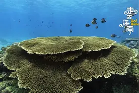珊瑚是动物还是植物？视频封面