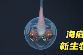 5个在海底发现的新生物，海底生物也会微笑？像极了外星人的头视频封面
