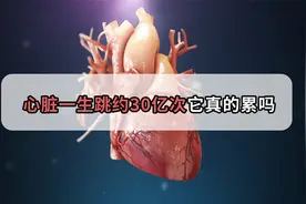 堪称劳模的心脏一生约跳动30亿次，真的24小时不停歇工作？视频封面