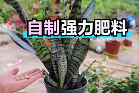自己在家制作1种强力肥，给虎皮兰吃10粒，侧芽挤满盆视频封面