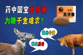 药中国宝片仔癀，一粒卖760！它凭啥这么贵？看看它的原料就懂了!视频封面