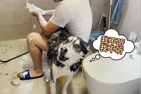 主人给二哈挤肛门，当狗尾巴被抓住后，二哈的反应能把人笑岔气！视频封面