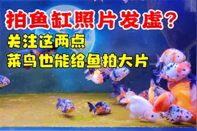 用手机拍鱼缸，照片发虚？关注这两点，菜鸟也能给鱼儿拍大片
