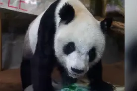 旅美大熊猫“乐乐”离世，寿命25岁 园方：一直认为在睡觉视频封面