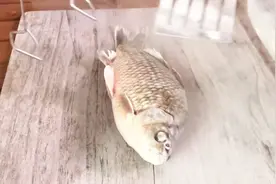 在-196℃液氮中冷冻的鱼，解冻后还能复活么？结局大开眼界视频封面