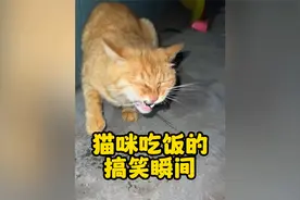 宠物解说：猫咪吃饭的搞笑瞬间，你觉得哪只最可爱