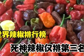 世界十大最辣辣椒，死神辣椒仅排第三，看完你敢说你会吃辣吗？视频封面