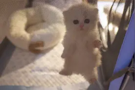 深夜查寝小奶猫，竟然背着我在偷偷练习......？视频封面