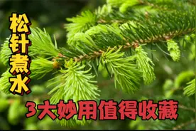 松针煮水的3个妙用你知道吗？没想到价值这么好，涨知识视频封面