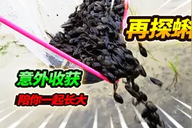 再探野河找寻蝌蚪的秘密 ，粉丝科普分清蛤蟆青蛙，竟有意外收获视频封面