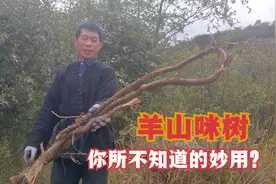 结石的看过来！这牛虱子果羊奶果不仅好吃，用处还很多！