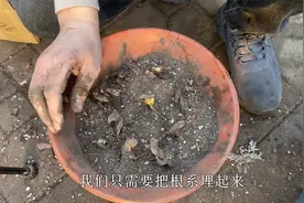 秋季就养“铁筷子”，裸根种上就冒芽，养养接着就开花，太漂亮视频封面