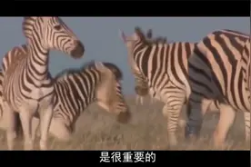 雄斑马交配时，会杀掉上一任的孩子，但母爱却很感人视频封面