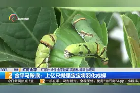 金平马鞍底：上亿只蝴蝶宝宝将羽化成蝶