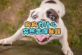 狗狗突然变得很暴躁？主人就要警惕了视频封面
