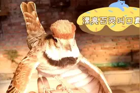 漂亮百灵叫口婉转美妙，燕鸣鹊欢还会母鸡抱蛋啥口都会，真是少见视频封面