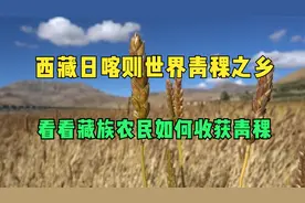 日喀则世界青稞之乡 带你看看藏族农民收获藏人的主食青稞视频封面