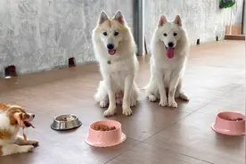 狗子的脓皮症皮肤病终于快痊愈了，三狗子又可以大闹阳台了