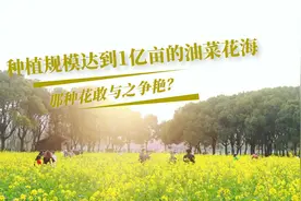 从一月到八月，油菜花从南向北开遍中国，盘点各地赏花的最佳时间视频封面