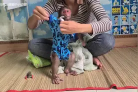 猴子也穿衣服，女主人还给小猴穿尿不湿，照顾的像个孩子视频封面
