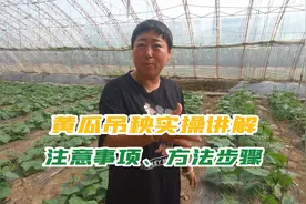 黄瓜吊秧实操讲解，步骤方法，注意事项视频封面