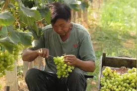 阳光玫瑰不同栽培模式的优缺点有哪些？视频封面