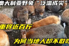 澳大利亚野兔“泛滥成灾”，体重将近百斤，为何当地人却不敢吃视频封面