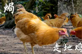 用走地鸡做的盐焗鸡，皮更香更滑，肉质也很有弹性视频封面