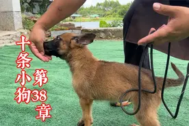 狗吃东西咬手怎么办？正确的喂食手法是什么？训犬师教你一招解决视频封面