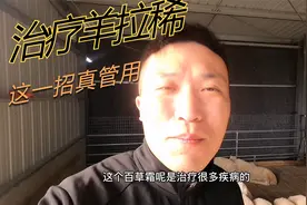 农村养羊遇到羊拉稀怎么办，这个土办法不妨试试，俗称“百草霜”视频封面