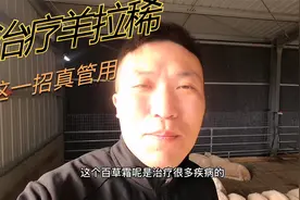 农村养羊遇到羊拉稀怎么办，这个土办法不妨试试，俗称“百草霜”视频封面
